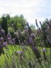 IMG_5430.JPG - 